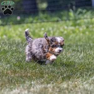 Clementine, Mini Bernedoodle Puppy